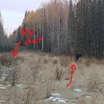 angry moose.jpg