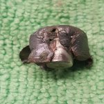 7mm 140gr Trophy Bonded 2.jpg