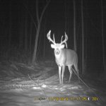 big buck 2019.jpg