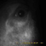 moose eye.jpg