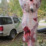2013 deer 008.jpg