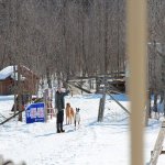 squirrel55yards.jpg squirrel55yards.jpg