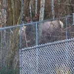 Elk in yard.JPG