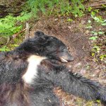 bear2.jpg