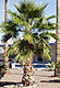Mexican_Fan_Palm_4.jpg