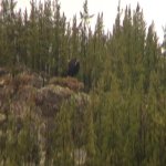 muskox.jpg