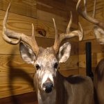 old-buck.jpg