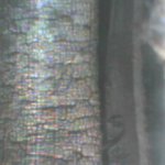 PICT0007.JPG