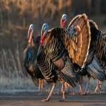 h_a1_4285_1_wild-turkey_october_greenfield_kk_adult-males.jpg