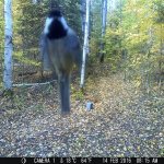 Chickadee.jpg