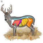 anatomy-1.jpg