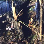 moose.jpg