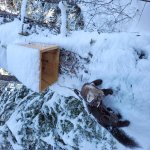 marten 22.jpg