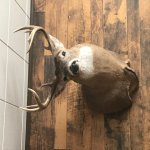 debdeer7.jpg