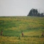 DSC_0075.jpg