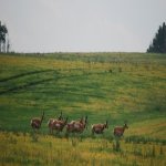 DSC_0080.jpg