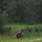 Grizzly2.jpg