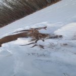 Whitetail 2022 #3.jpg