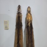 Marten 23 #1.jpg