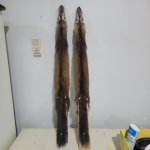 Marten 23 #2.jpg