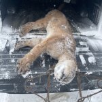 cougar 2 (2).jpg