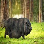 Pot-Belly-Pig-2-650x425.jpg