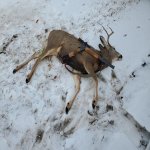 23deer.jpg