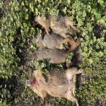 June 24 marmots.jpg
