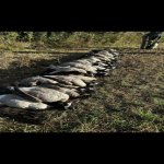 IMG_9575[1].jpg