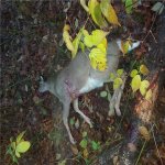 Deer wolf muzzy.jpg