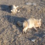 Yotes Down.jpg