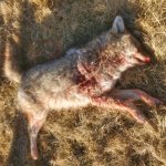 Dog #4..jpg