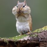 Chipmunk Holding Back Laugh.jpg