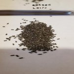 bad powder.jpg bad powder.jpg