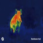 04_EN_wild-boar_rainbow-hot-apex-thermal-alpen-optics.jpg