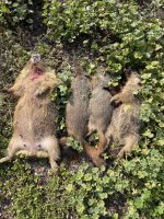 June 24 marmots.jpg