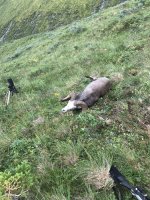 IMG_1377.jpeg