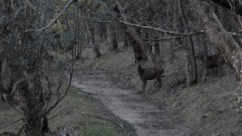 303 hind ambush.jpg 303 hind ambush.jpg