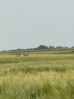 IMG_32931.jpg