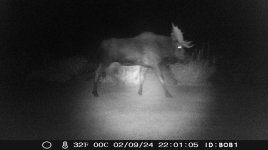 Bull at the house.jpg