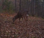 Nice buck!.JPG