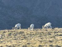 IMG_8006.jpeg
