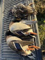 IMG_9773.jpeg