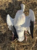 IMG_5024.jpeg
