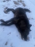 IMG_1397.jpeg