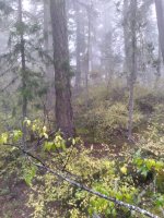 2024-10-06 Treestand view pic 4 - Copy.jpg
