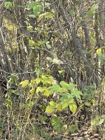 IMG_9835.jpeg