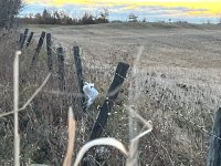 IMG_5235.jpeg
