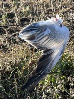IMG_5237.jpeg