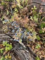 IMG_1071.jpeg